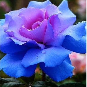 Meet your Posher, Paris